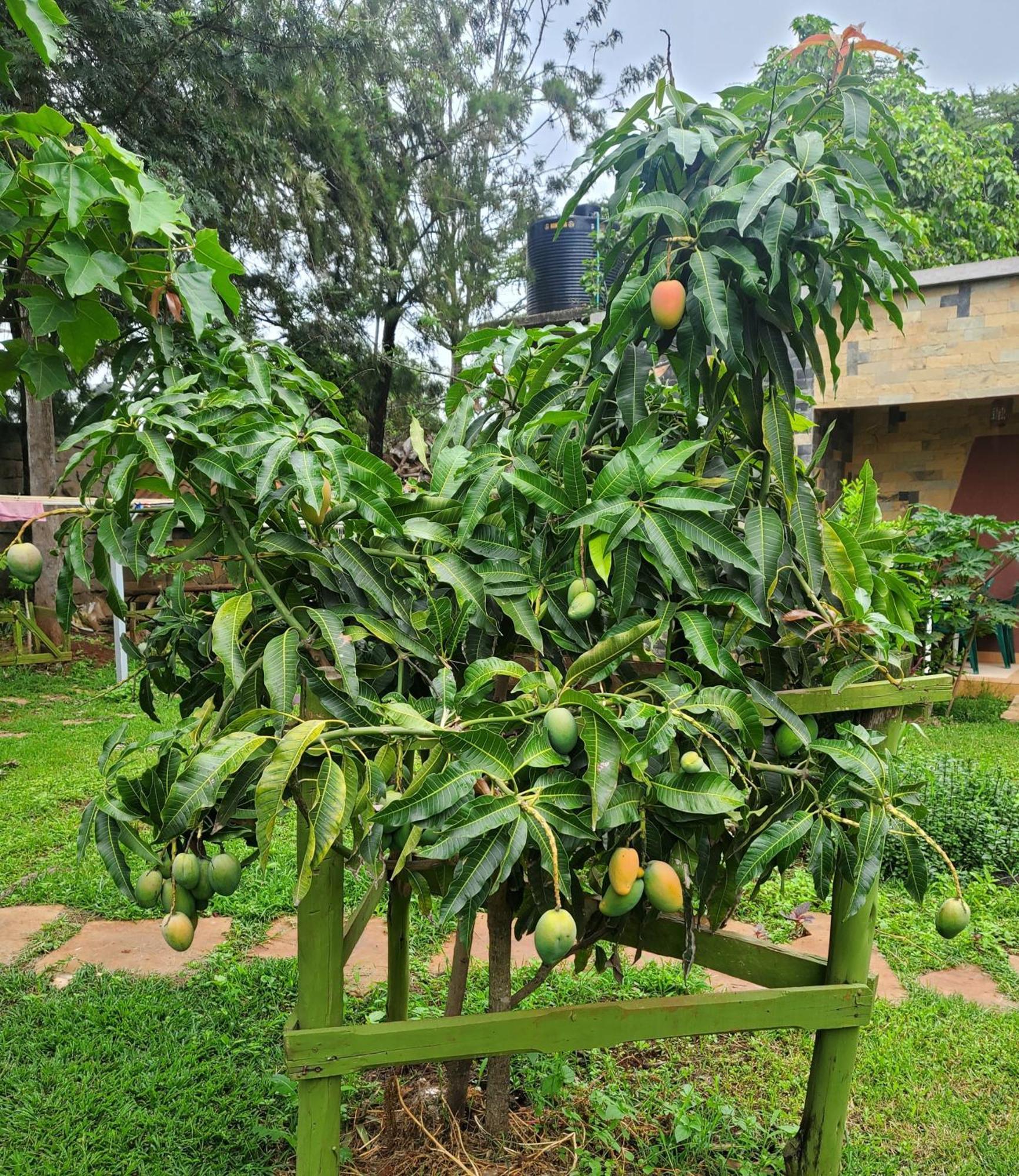 Edaala Comfort - Cottage Rooms Nairobi Exterior foto