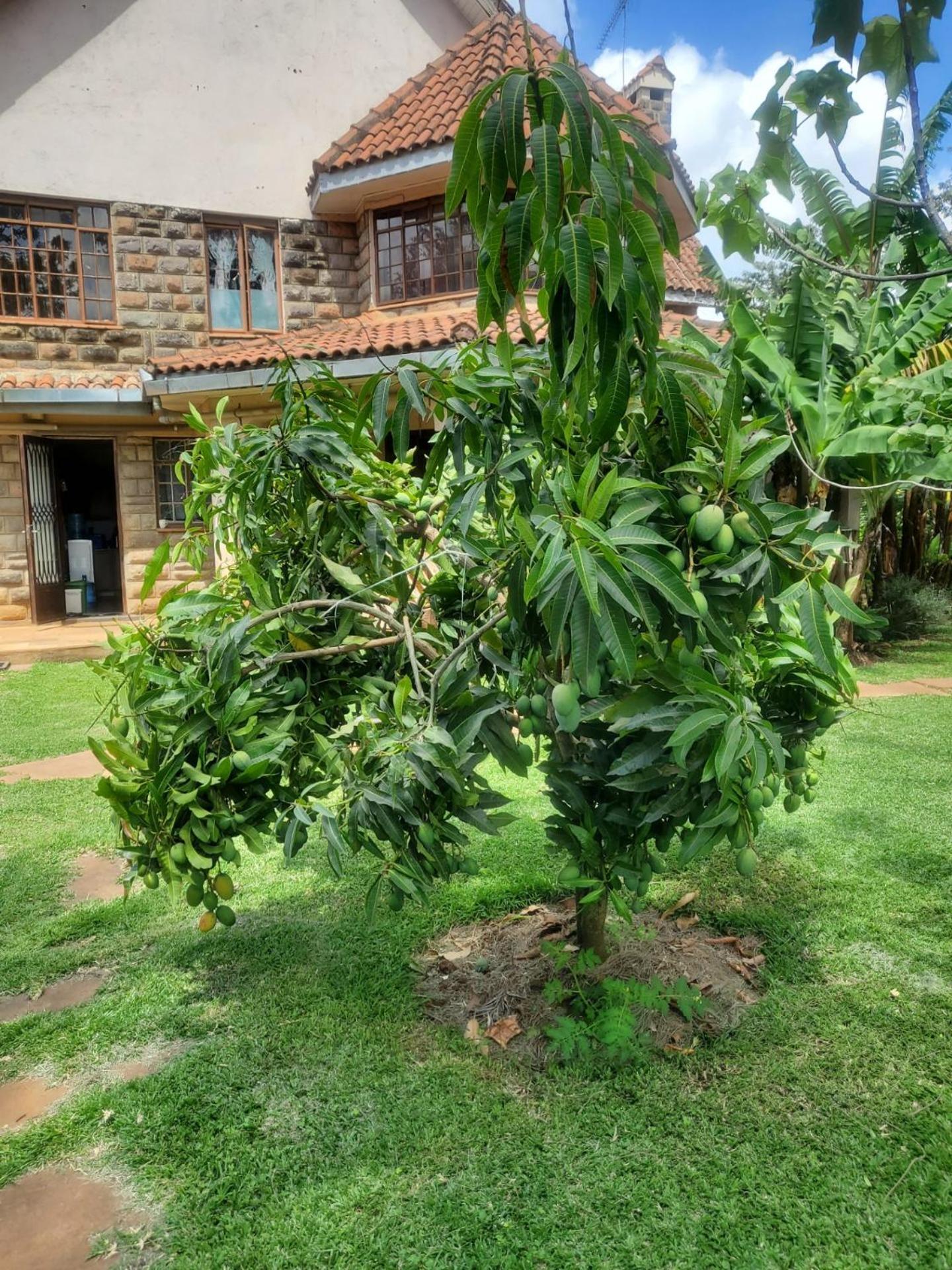 Edaala Comfort - Cottage Rooms Nairobi Exterior foto